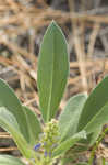 Skyblue lupine